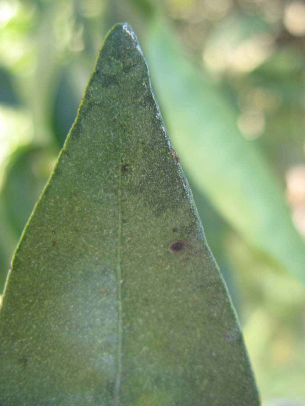              Margin (Winter Haven, FL)       